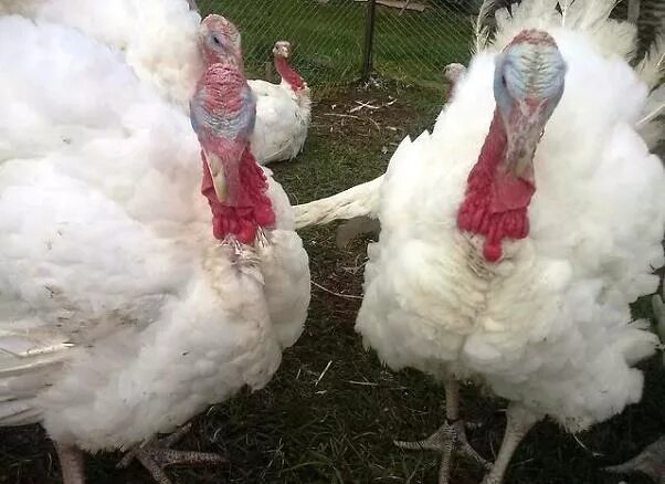 хайбрид конвертер индюки. кросс биг 6 индюки. хейтбрид конвертир индюк. индюшата хайбрид. хайбрид кросс индюки.