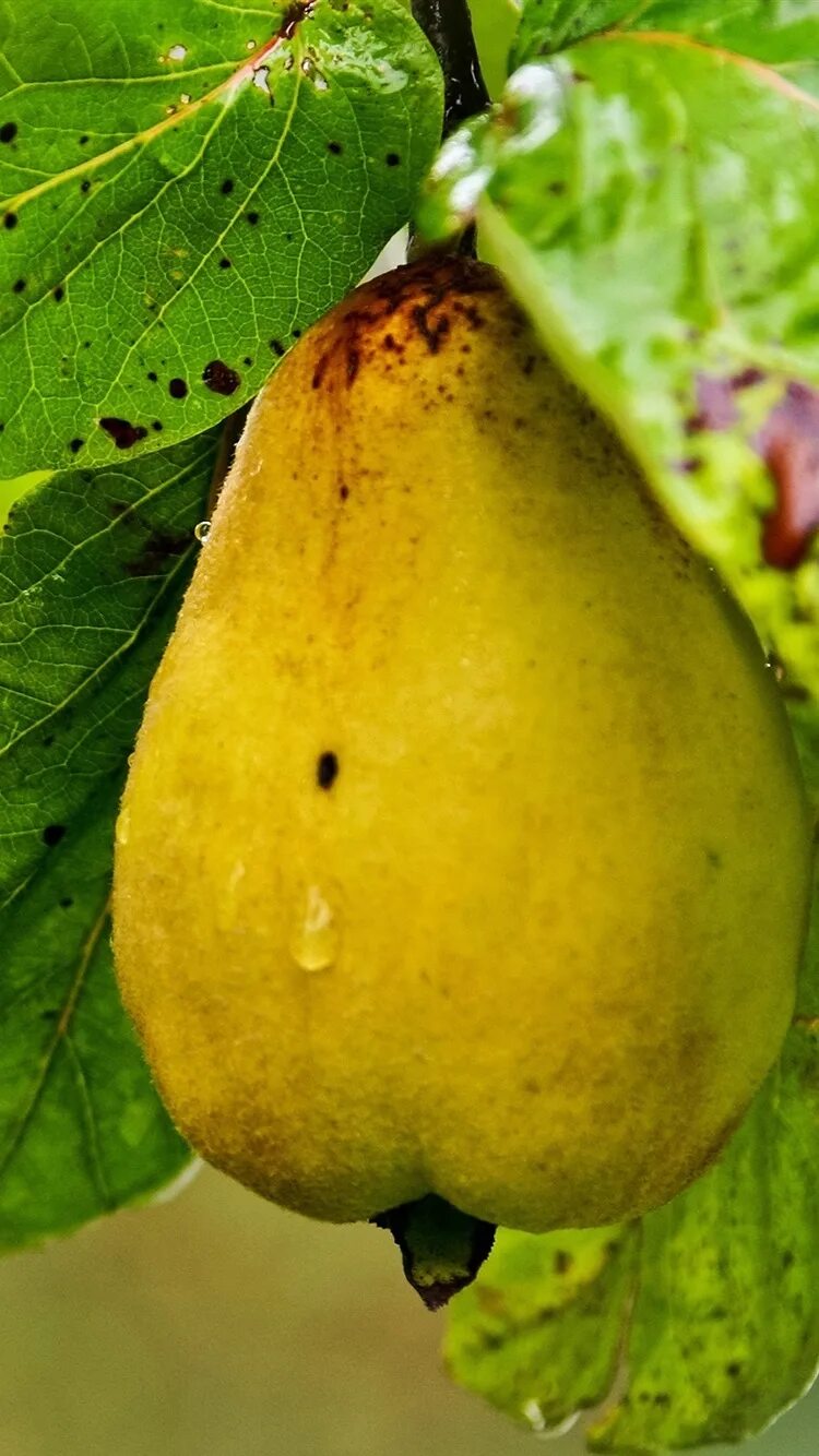 Pear water