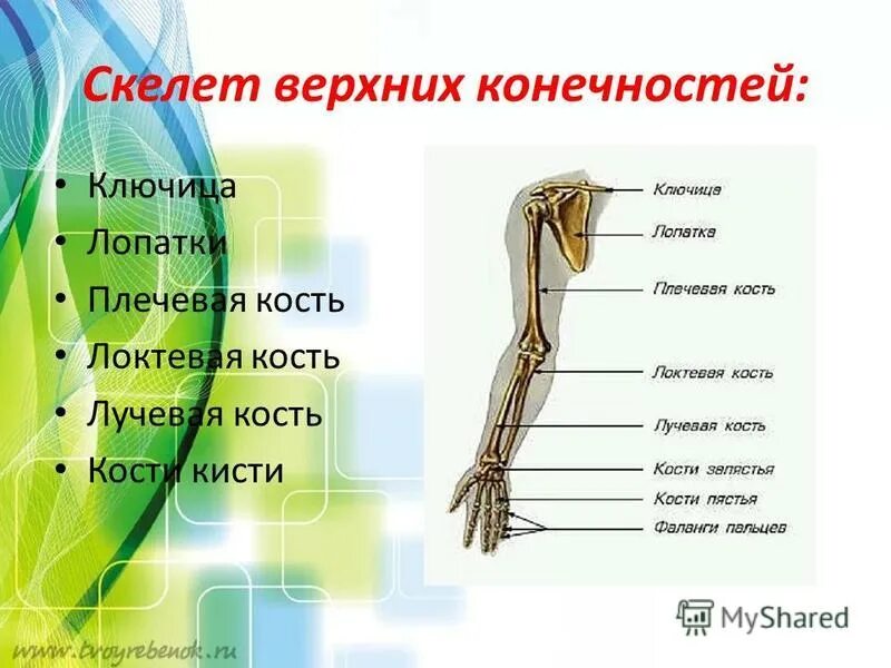 Отделы верхней конечности человека. Скелет верхней конечности. Скелет свободной верхней конечности. Скелет верхних конечностей ключица. В скелет верхних конечностей входит