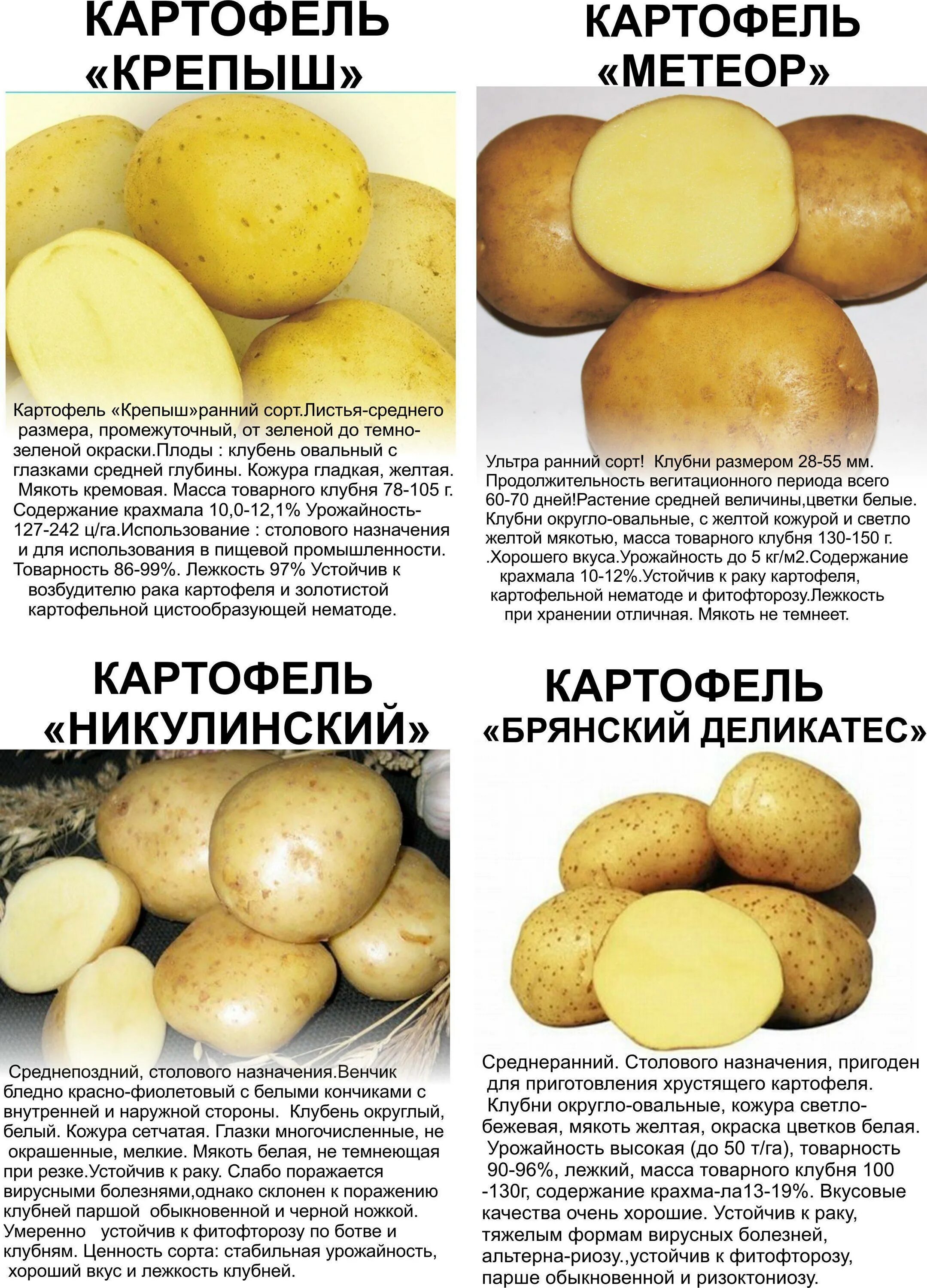 Картошка какой сорт лучше. Сорт картофеля брянский деликатес. картофель сорт крепыш описание сорта. картофель крепыш описание сорта. сорт картошки метеор.