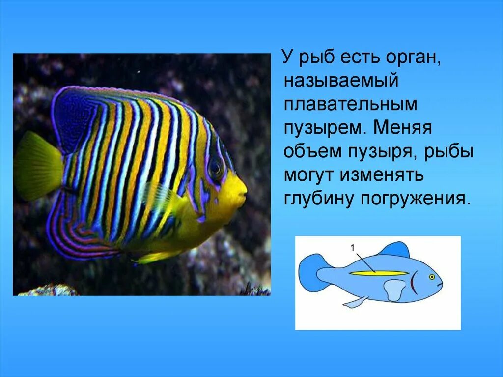 Как называется пузырь у рыбы. Как рыбы меняют глубину погружения. плавательный пузырь у рыб. плавание рыб физика. плавательный мешок у рыб.