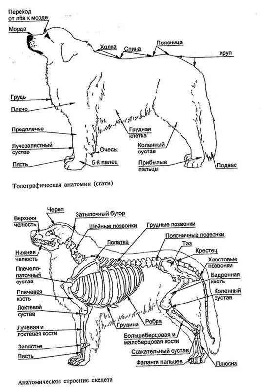 Строение скелета туловища собаки. Строение скелета собаки анатомия. Скелет собаки строение схема. Где находится порода