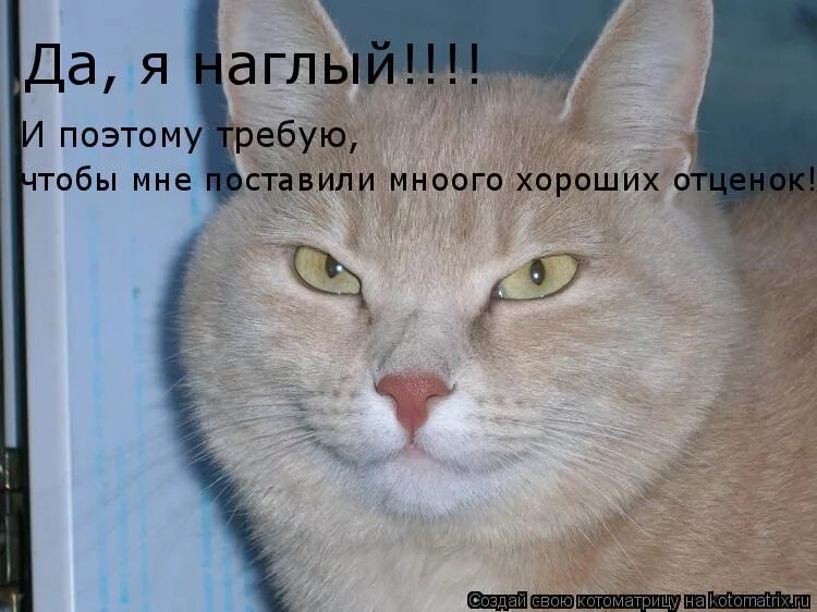 ты наглая. кот балдеж. наглеж. совсем обнаглели картинки. мышь демотиватор.