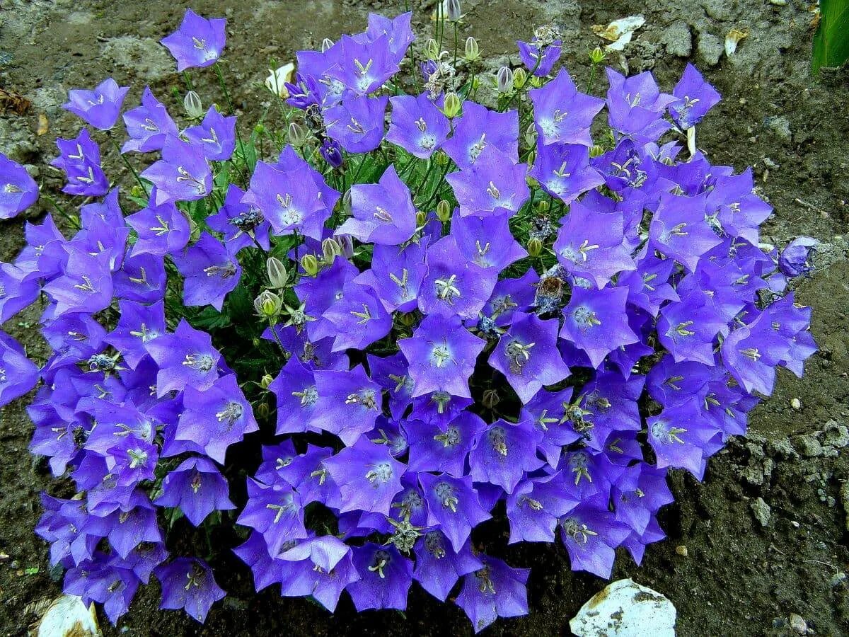 Многолетние цветы семенами в открытый грунт. Колокольчик Карпатский (Campanula Carpatica). Кампанула Блауранка. Колокольчик Карпатский Блю клипс. Колокольчик Карпатский Перл дип Блю.