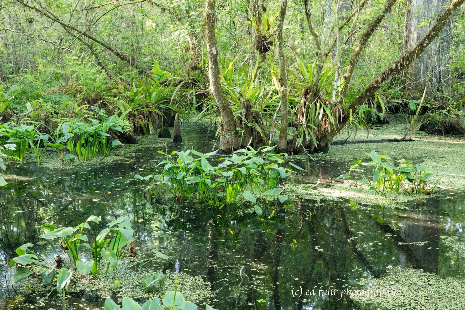 Тропическое болото. Мангровые леса Луизиана. Луизиана болото Манчак. Флоридские Эверглейдс. Мангровые болота Луизиана.