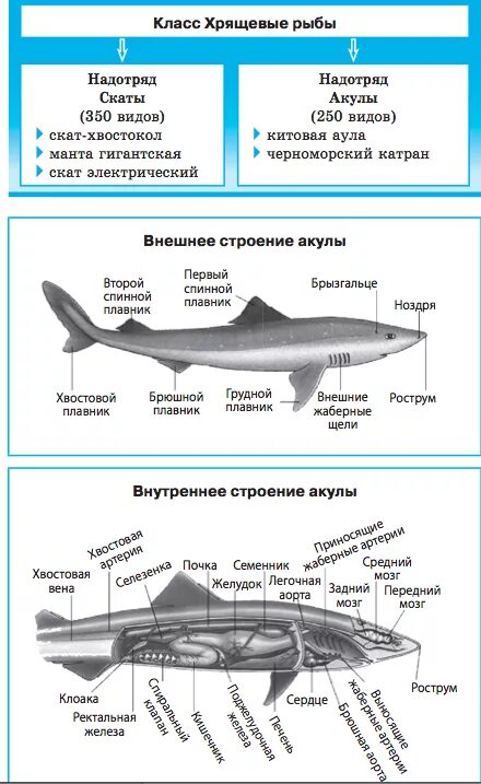 2 к хрящевым рыбам относится. Внутреннее строение хрящевых рыб. Внешнее строение хрящевых рыб. Класс хрящевые рыбы внешнее строение. Надкласс рыб хрящевые строение.