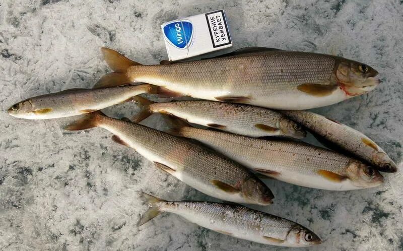 Ловля сига зимой. Зимняя рыбалка на байкале. Рыбалка на байкале зимой на омуля. Зимняя удочка на сига. Приманки на хариуса зимой.