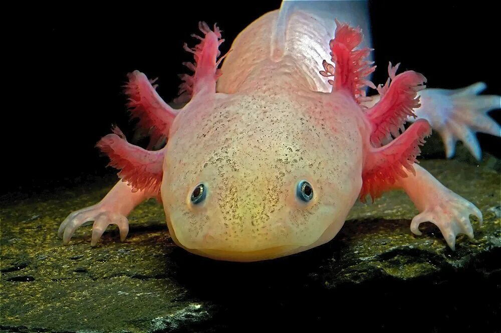 аксолотль на суше. аксолотль мексиканской амбистомы. саламандра аксолотль. неотения аксолотль амбистома. аксолотль превращение в амбистому.