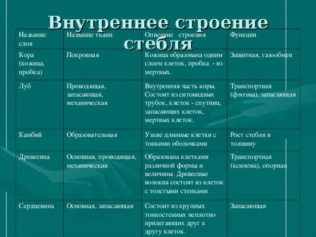 Ткани название строение функции. Особенности строения коры. Слой стебля ткань строение функции. Название слоя название ткани строение функции. Внутреннее строение стебля и функции 6 класс биология.