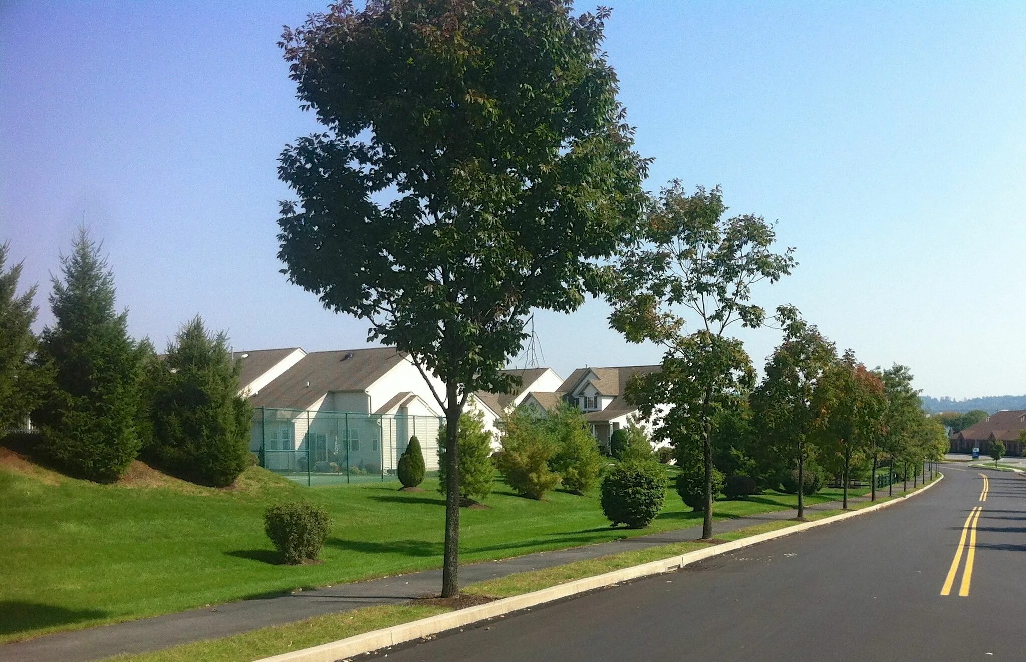 Street trees. Улица с деревьями. Деревья вдоль улицы. Панорама улицы с деревьями. Деревья вдоль трассы.