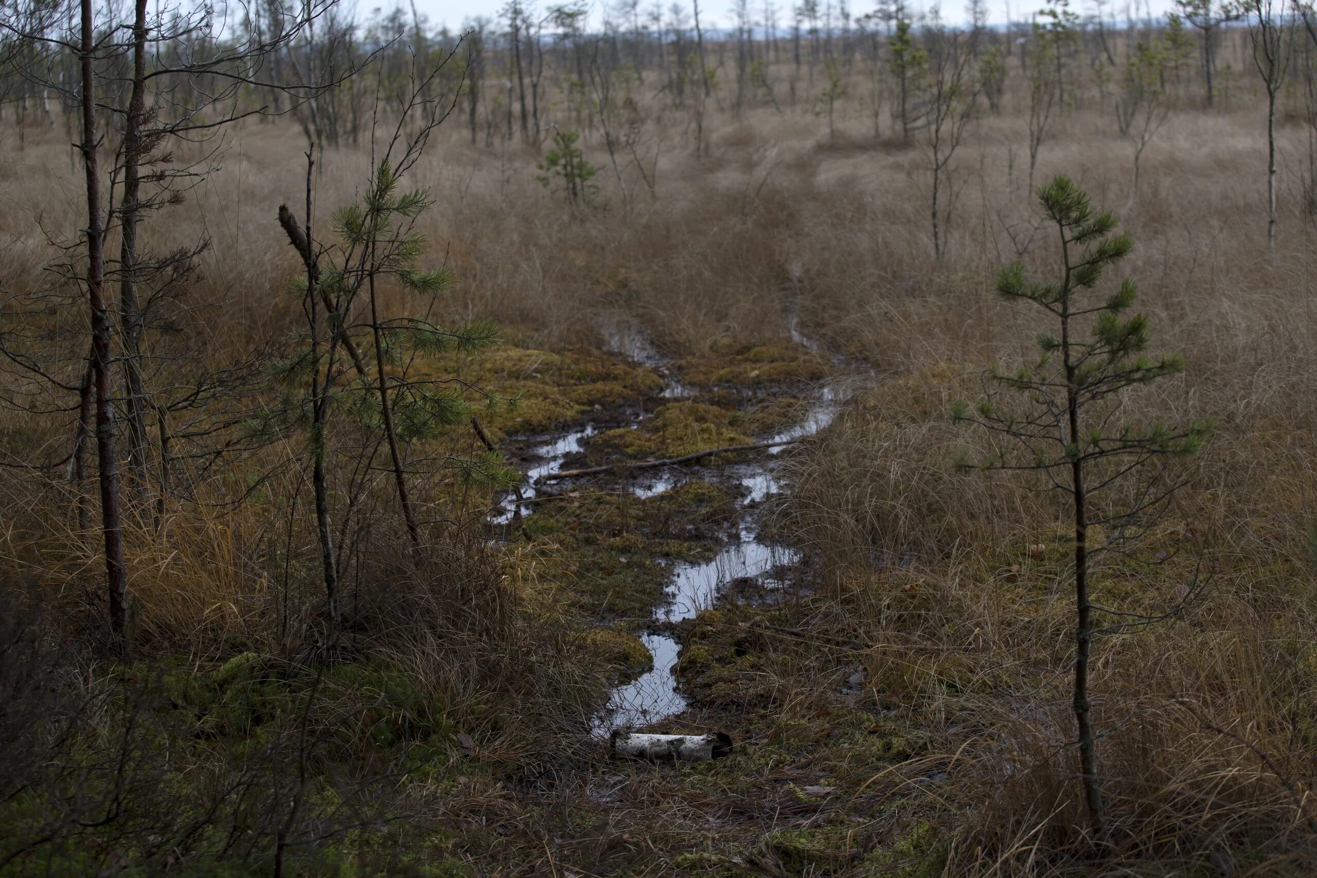 моховое топкое болото. болото порзоловское петербург. болотная топь эстетика. озеро щепкино болото. себболото болото.