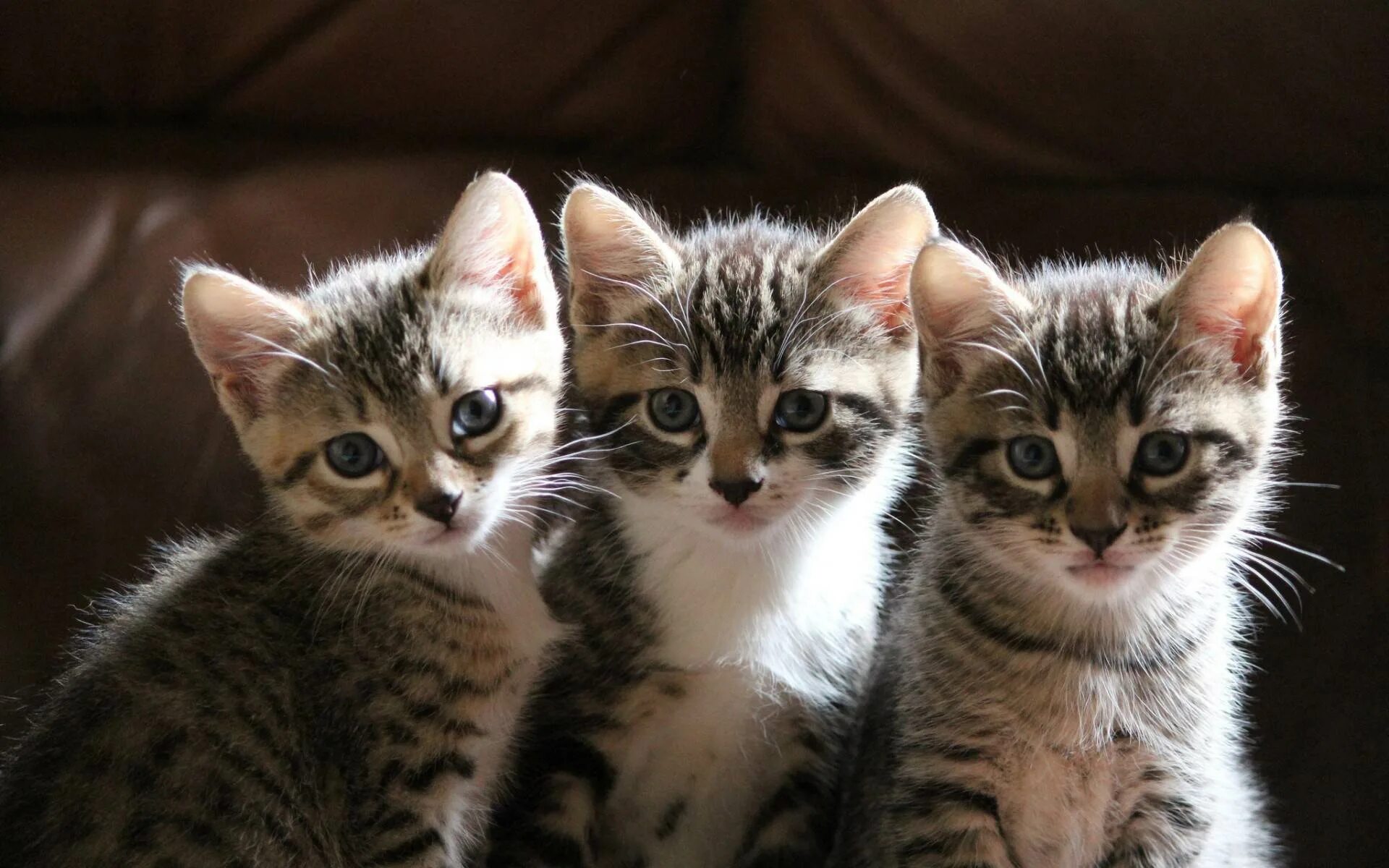 Милые котята. Три кошки. Котята фото. Три маленьких котенка.