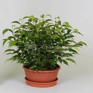 Фикус куст