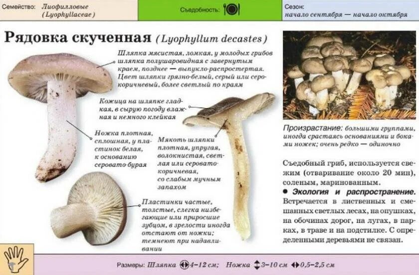 Как узнать съедобный или нет. Рядовка гриб съедобный или нет. грибы рядовки несъедобные и описание. грибы рядовки ядовитые описание. рядовка гриб съедобный или несъедобный.