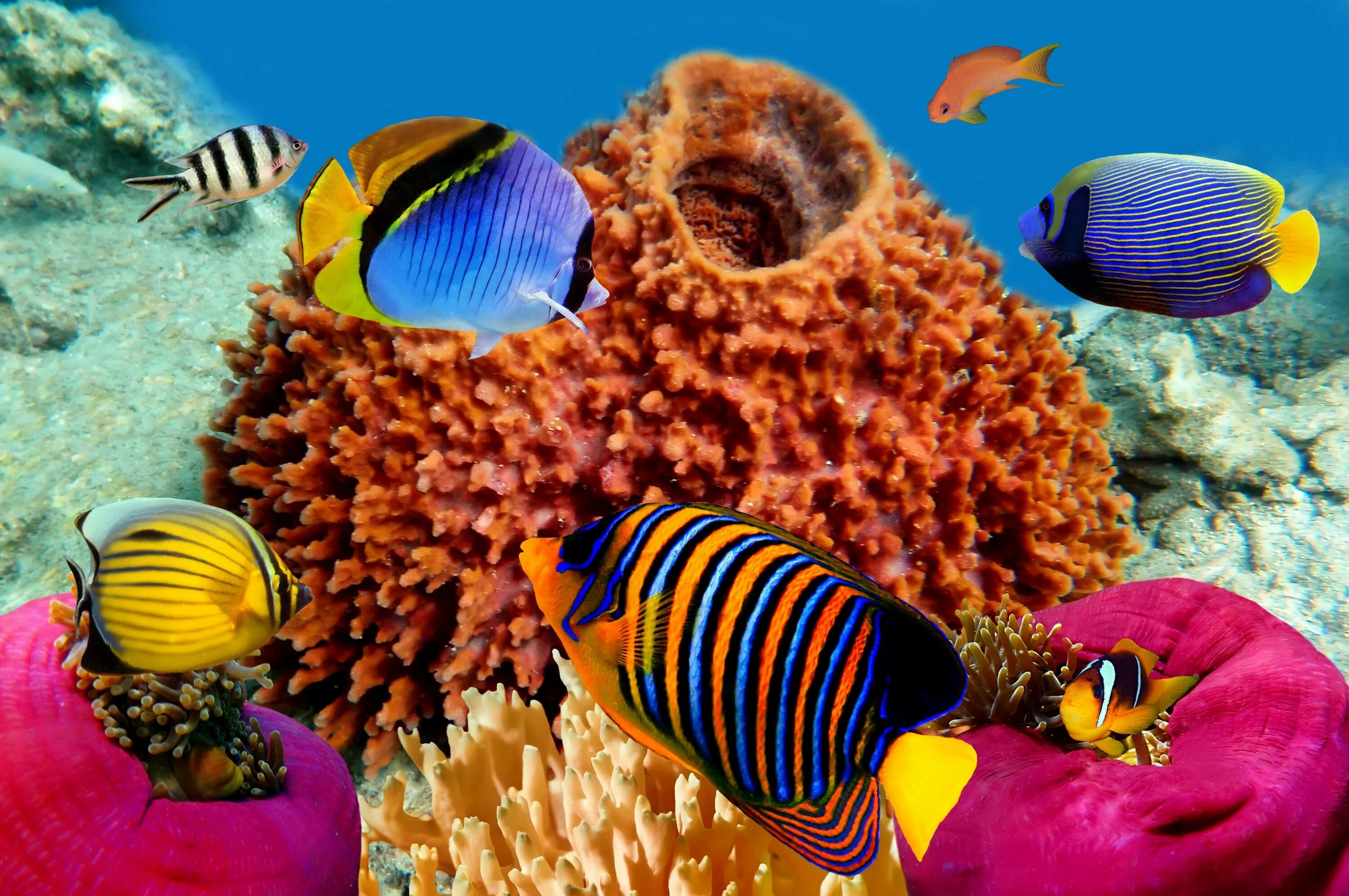 El coral. Риф в Египте Шарм-Эль-Шейх. Кораллы в Шарм Эль Шейхе. Красное море Египет рифы. Коралловые рифы красного моря в Египте.