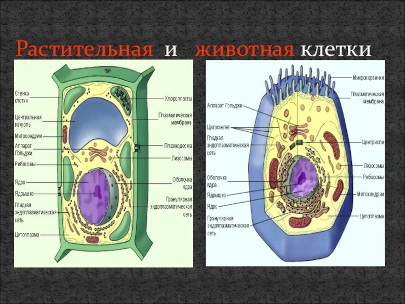 Клеточный центр строение. Центральная вакуоль растительной клетки строение. Строение клетки отличие растительной клетки от животной. Есть ли клеточный центр в растительной клетке. Строение органелл животной клетки.