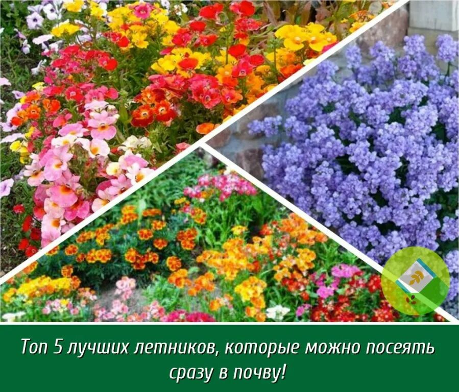 Какие семена цветов можно сажать в апреле. Семена для клумбы однолетники. рассада однолетних цветов. однолетние цветы для клумбы низкорослые. цветы без рассады.