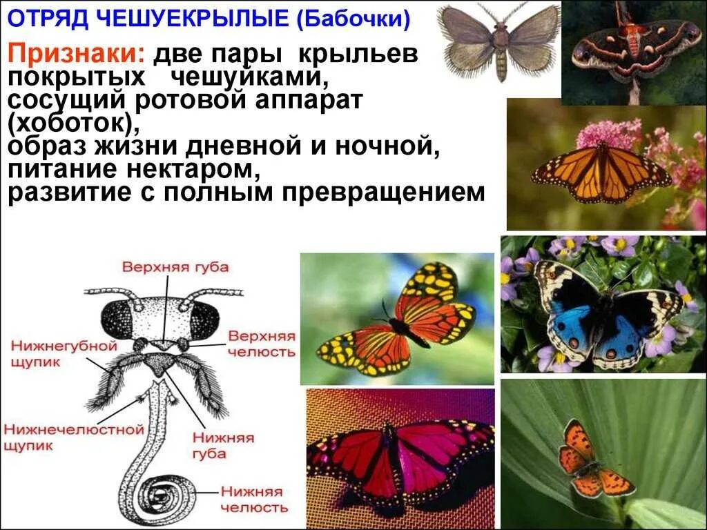Бабочка какая признаки