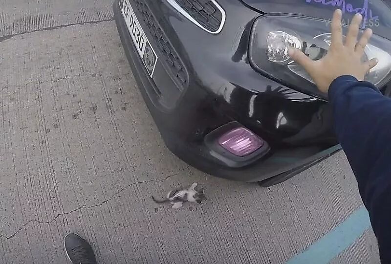Сбитые кошки на дороге. Котенок под колесом.