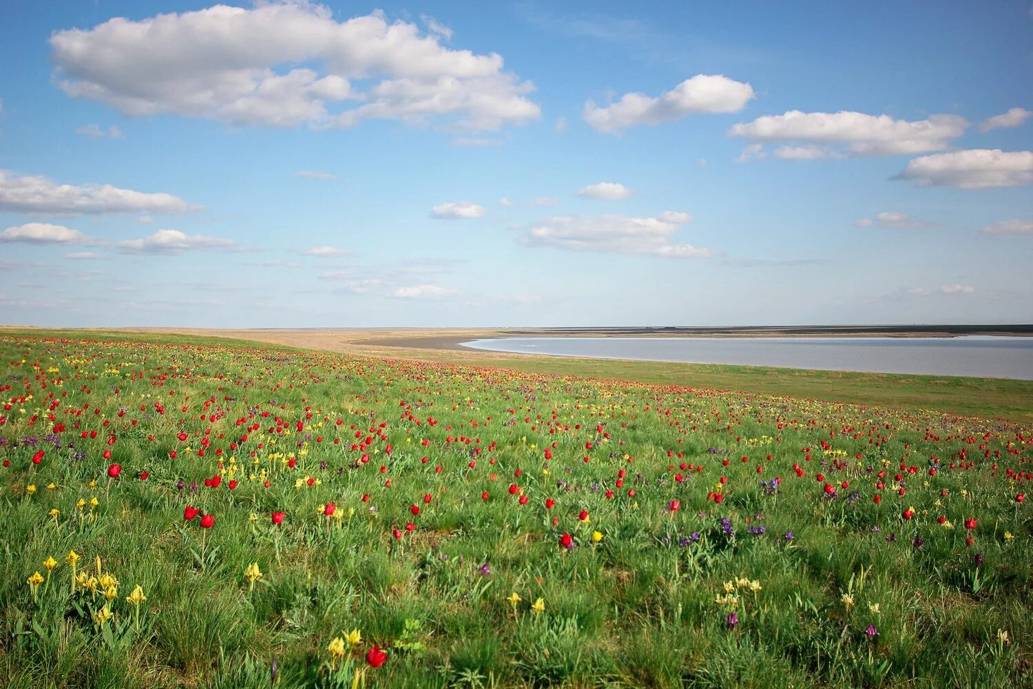 Чувашия степь луговая степь. Степи алтайского края. Муганская степь. Степь луг алтайский край. Атмосфера степь оренбург.