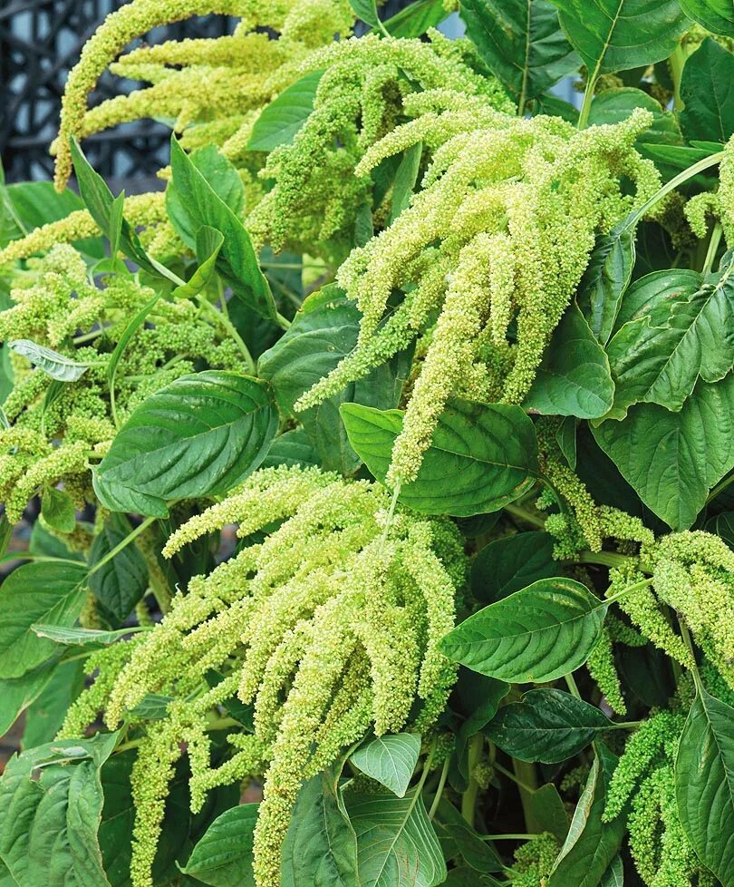 Амарант виридис. Амарант хвостатый зеленый. Амарант хвостатый семена. Амарант щирица. Щирица белая (amaranthus albus l.