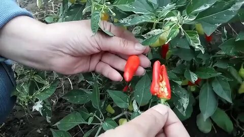 Pepper видео