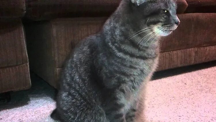 Кот болеет живот. У кошечки болит животик.