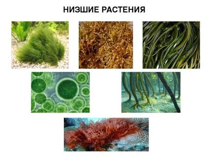К какому царству относятся зеленые водоросли