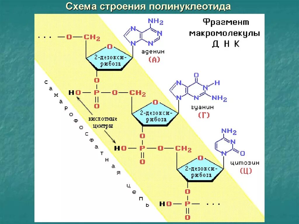 полинуклеотиды