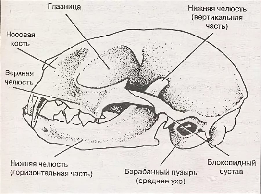 Соединение костей черепа млекопитающих. Скелет кошки строение черепа. Строение костей черепа кошки. Строение черепа млекопитающих. Скелет головы кошки анатомия.