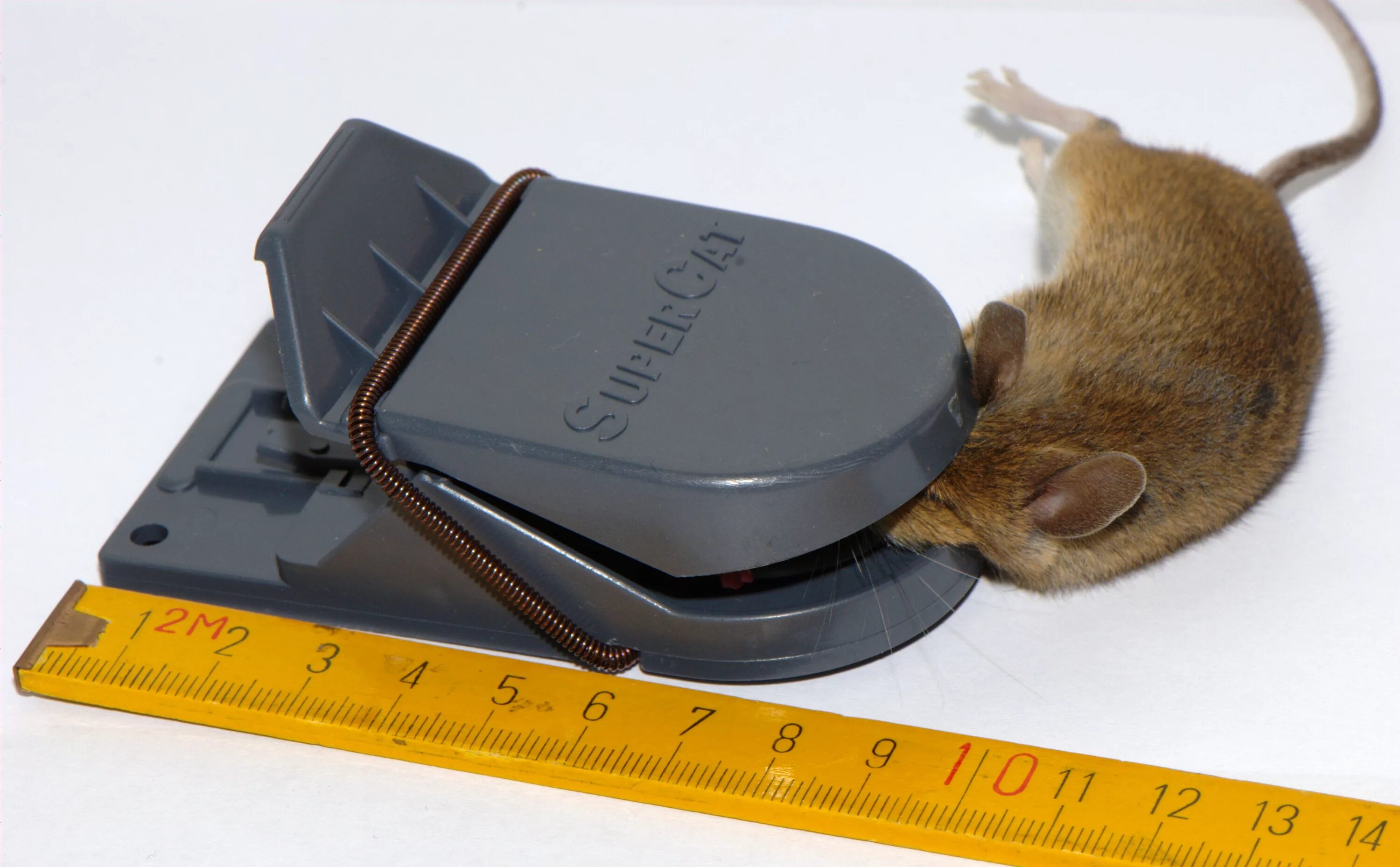 Крысоловка rat Trap п-1. Мышеловка пластиковая super Cat. Крысоловка rat Mouse. Крысоловка деревянная rat&Mouse шт. Мышь в другую сторону