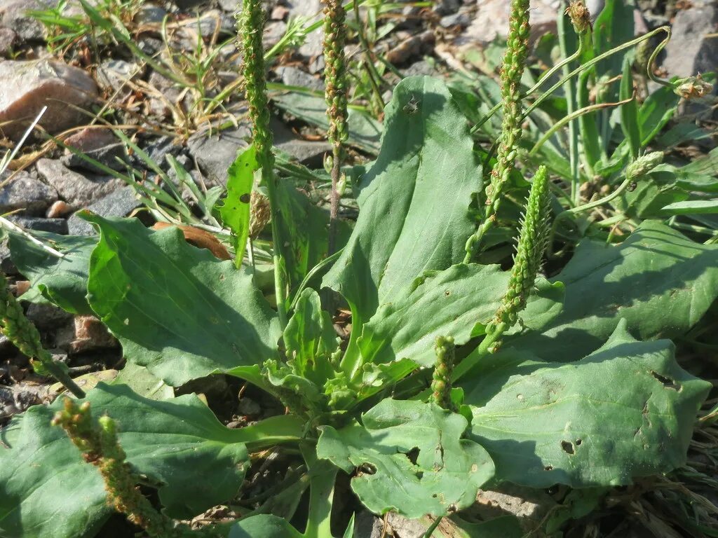 Подорожник трава фото Piharatamo (Plantago major) Lajitiedot Nettikasvio