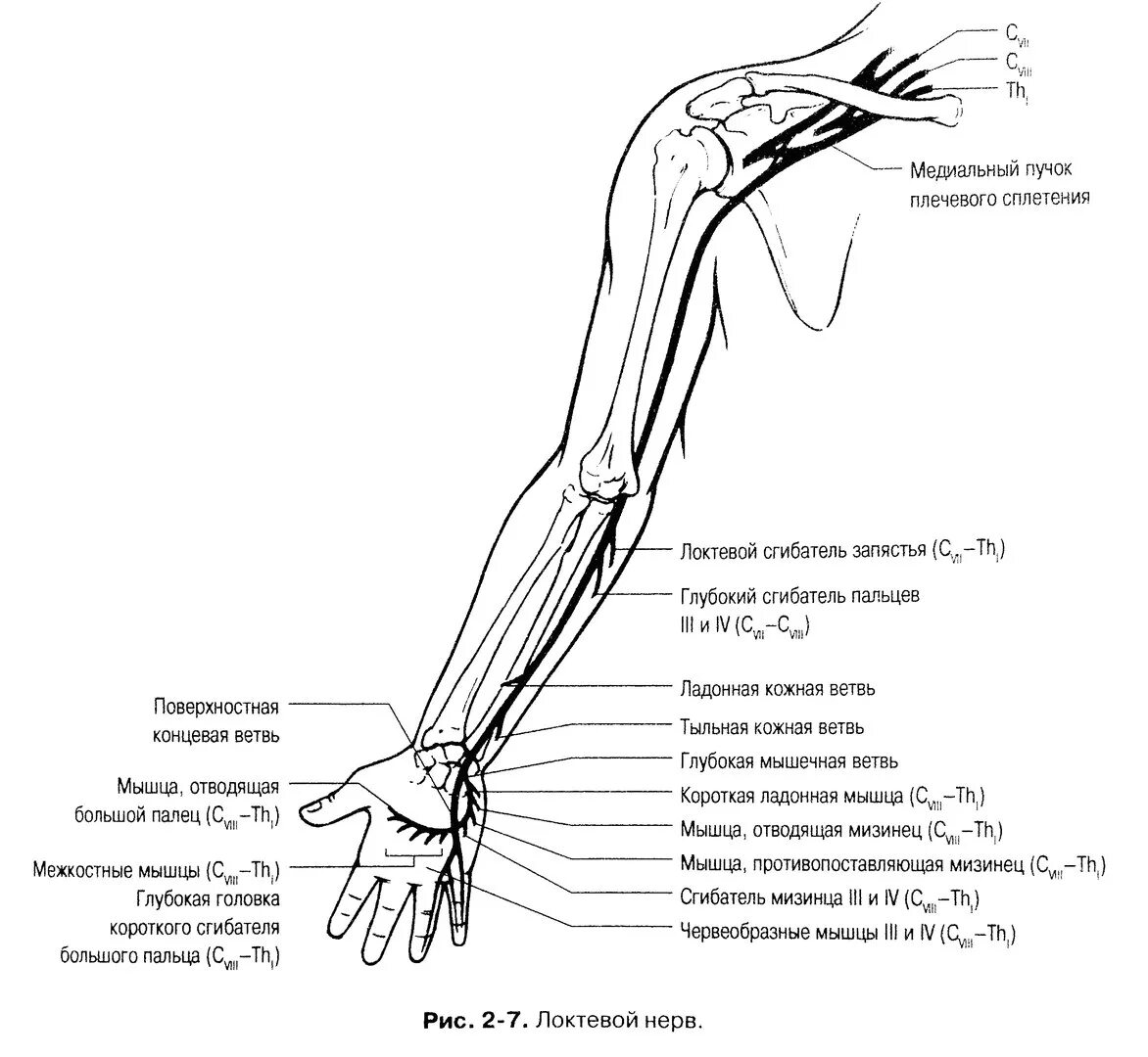 Операции верхних конечностей. Нервная система правой руки человека анатомия. Срединный нерв анатомия схема. Иннервация верхней конечности схема. Локтевой нерв анатомия топография.