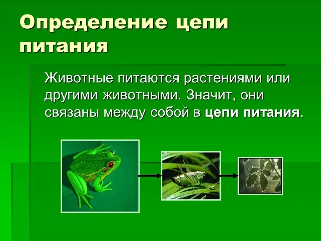 Цепь питания с лягушкой. Цепи питания презентация. 3 Цепи питания животных. Нарушение пищевой Цепочки. Проект цепь питания.