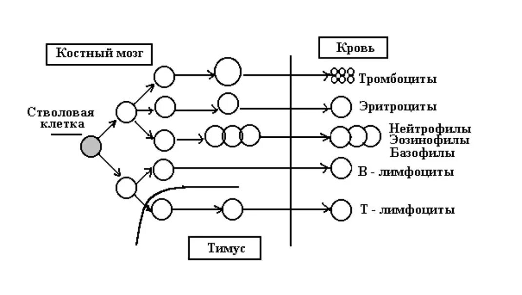 Схема клеток крови. Схема образования клеток иммунной системы. Схема онтогенеза лимфоцитов. Схема образования клеток крови и иммунной. Схема онтогенеза т лимфоцитов.