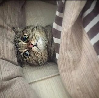 Утро котики смешные картинки