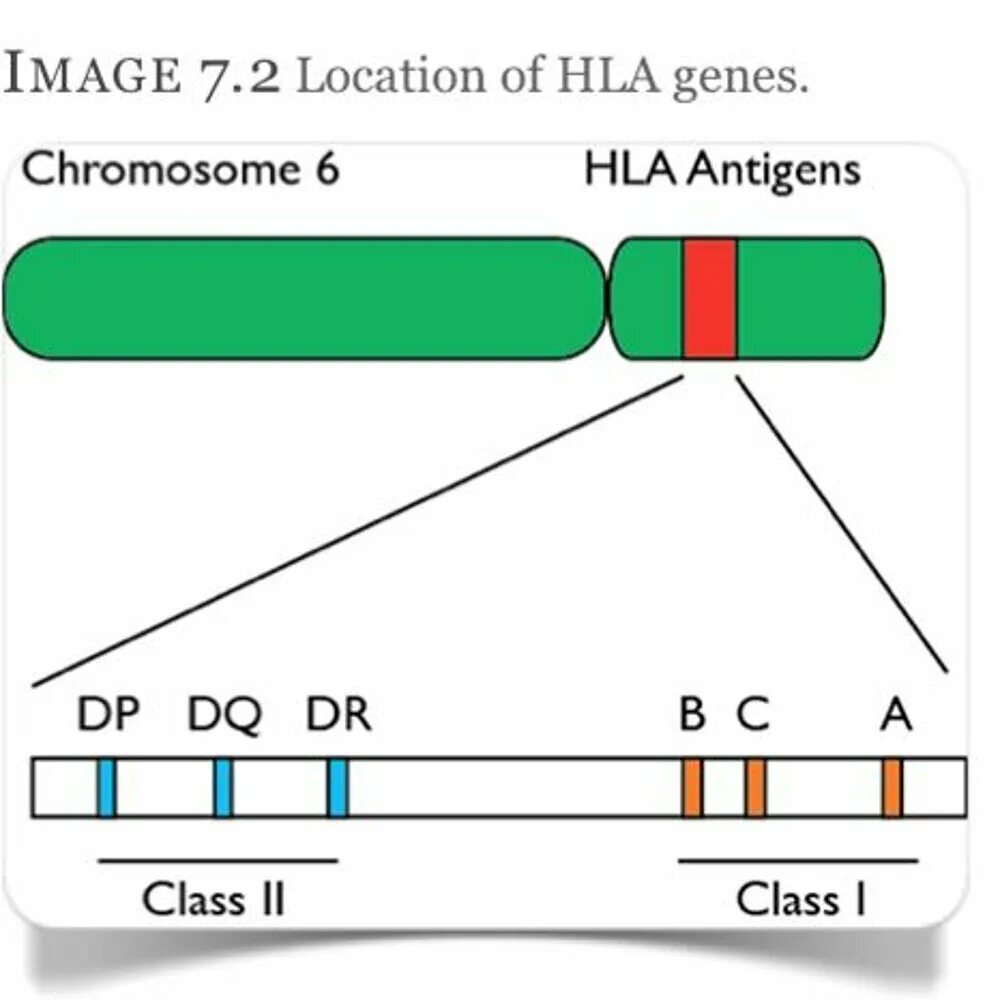 Hla dr2 и dr3. Hla типирование. Hla система иммунология классы. Локусы hla. 2.