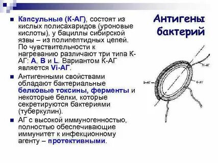 Антигены сибирской язвы
