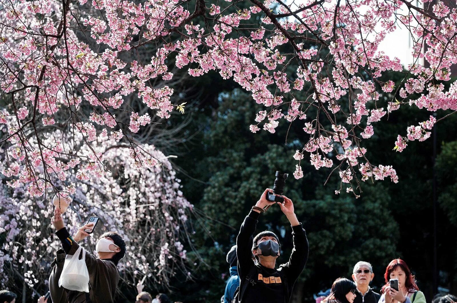 Первый сакуры. Черри блоссом в Токио. Цветение Сакуры в Токио. Цветение Сакуры в Японии фото. Цветущая вишня.