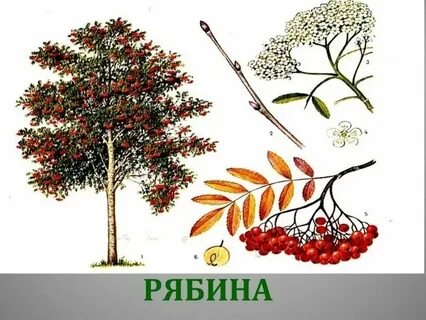 Тут осинки и кусты