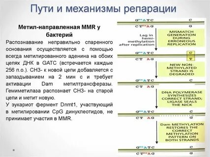 Репатриация репарация