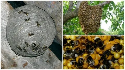 Какие отношения между боярышницей и домашней пчелой