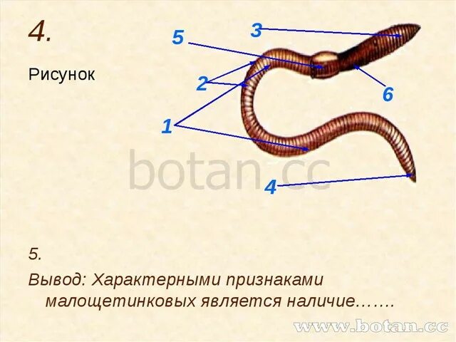 Рисунок строения червя. Строение дождевого червя внешнее строение. Внешнее строение дождевого червя рисунок. Внешнее строение червя дождевого червя. Части тела дождевого червя внешнее строение.