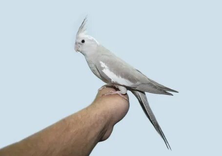 Безщекая корелла