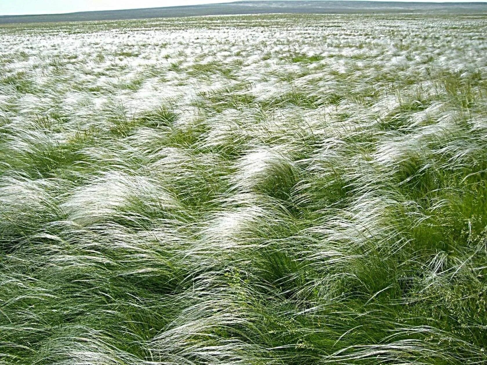 Ковыль в степи Казахстана. Оренбургские степи ковыль. Ковыль (Stipa). Ковыль Луговой.