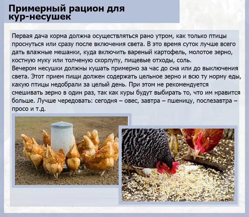 Как делать мешанку цыплятам