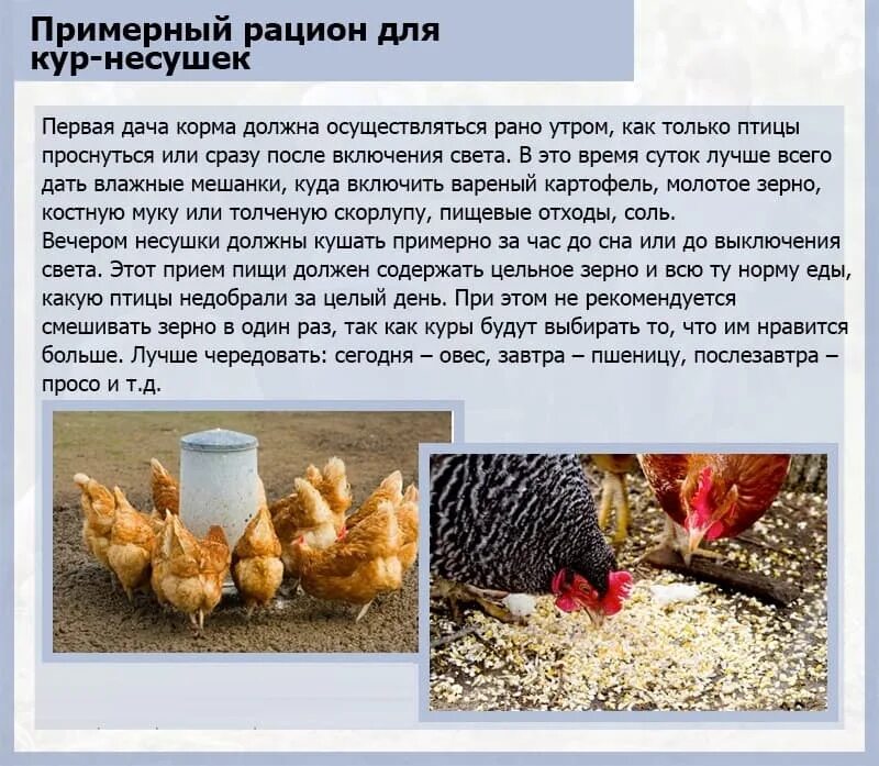 Корм для домашних кур несушек. Рацион кур. Чем кормить кур несушек в домашних условиях. Корм курам несушкам. Корм для курей несушек в домашних условиях.