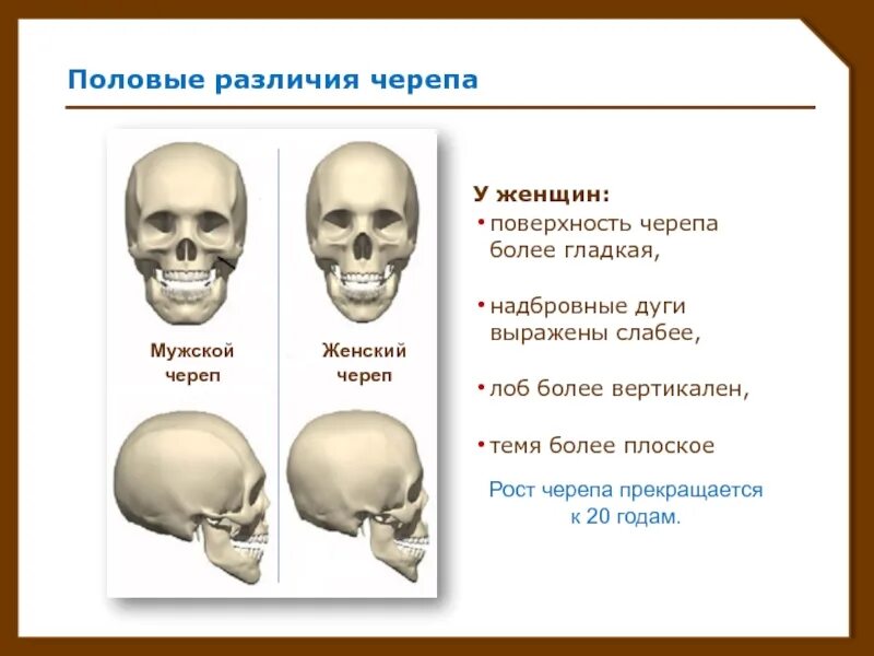 Развитый подбородочный выступ череп. Форма черепа. Нормальная форма черепа. Половые различия черепа.