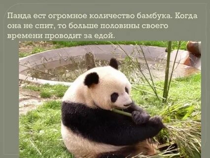 Панда интересные факты о животном