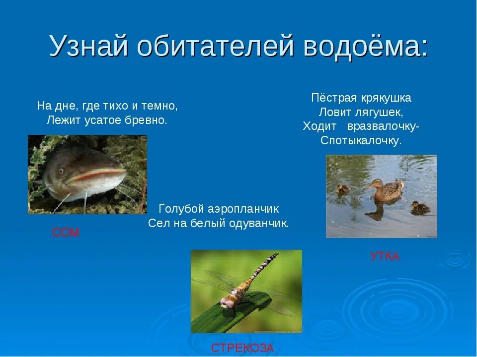 Обитатели пресных вод. Обитатели пруда. Загадки о жителях водоемов. Водоем окружающий мир и обитатели.